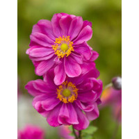 Zawilec japoński 'Rotkappchen' Anemone hupehensis