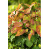 Epimedium 'Orange Konigin' | Epimedium warleyense