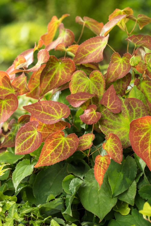 Epimedium 'Orange Konigin' | Epimedium warleyense