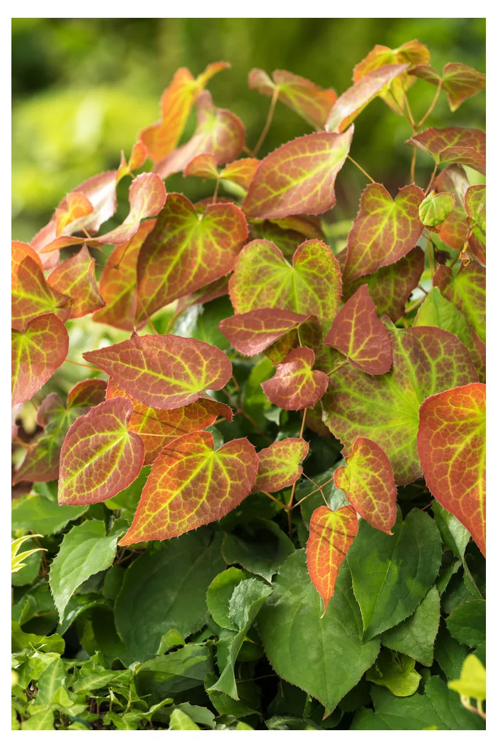Epimedium 'Orange Konigin' | Epimedium warleyense