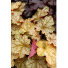 Żurawka 'Ginger Ale' Heuchera