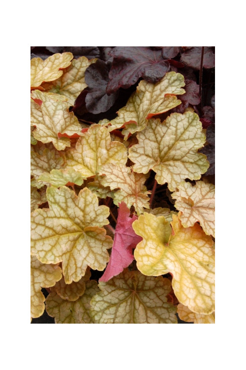 Żurawka 'Ginger Ale' Heuchera