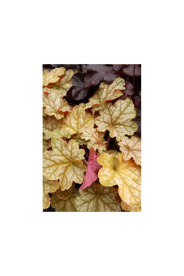 Żurawka 'Ginger Ale' Heuchera