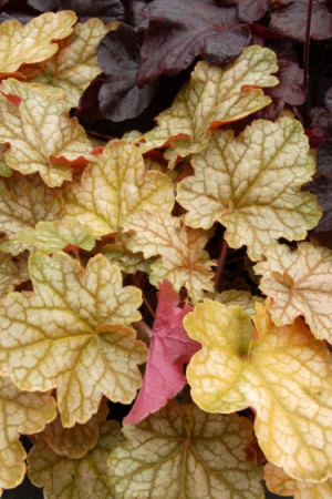 Żurawka 'Ginger Ale' Heuchera