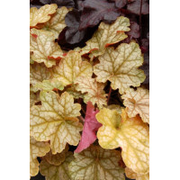 Żurawka 'Ginger Ale' Heuchera