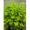 Żurawka 'Rex Lime' Heuchera