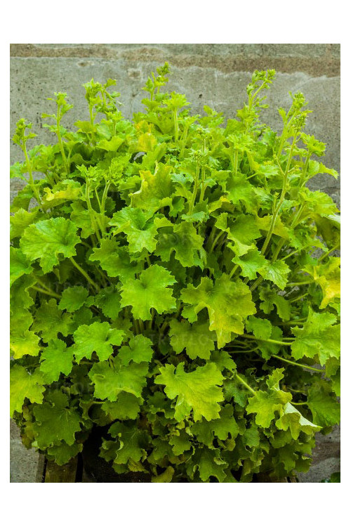 Żurawka 'Rex Lime' Heuchera