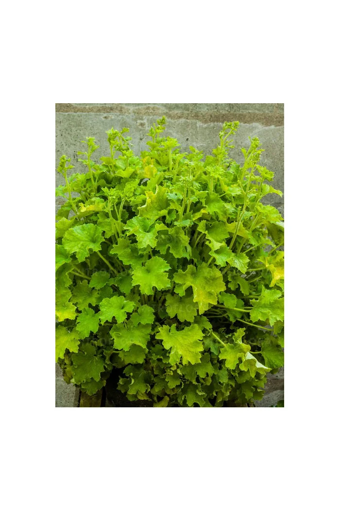 Żurawka 'Rex Lime' Heuchera