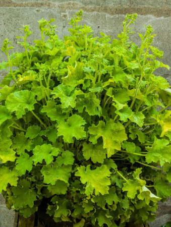 Żurawka 'Rex Lime' Heuchera