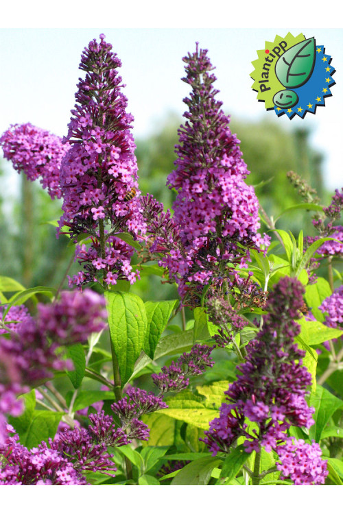 Budleja Dawida 'Moonshine' Buddleja dawidii