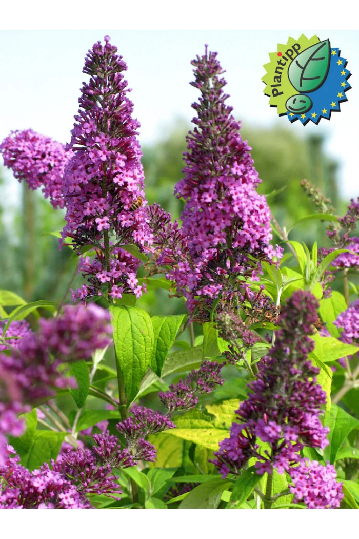 Budleja Dawida 'Moonshine' Buddleja dawidii