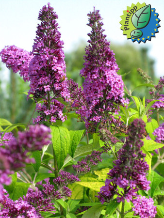 Budleja Dawida 'Moonshine' Buddleja dawidii