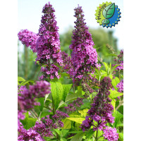 Budleja Dawida 'Moonshine' Buddleja dawidii