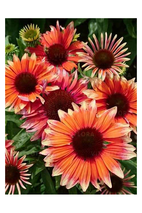 Jeżówka 'Flamingo' Echinacea