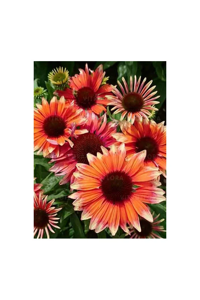 Jeżówka 'Flamingo' Echinacea