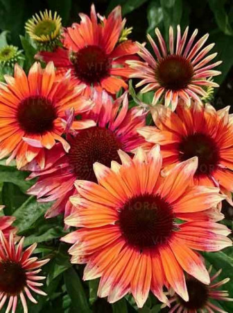 Jeżówka 'Flamingo' Echinacea