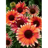 Jeżówka 'Flamingo' Echinacea