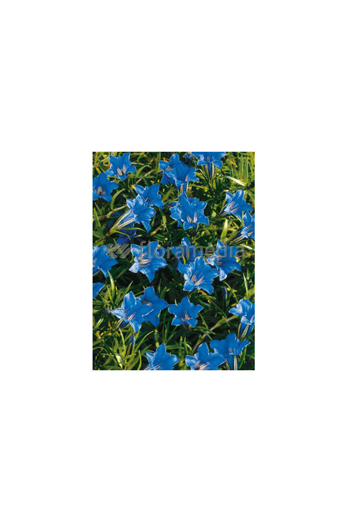 Goryczka jesienna 'Blue Diamond' Gentiana sino-ornata