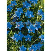 Goryczka jesienna 'Blue Diamond' Gentiana sino-ornata