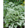 Brunnera 'Silver Heart' | Brunnera