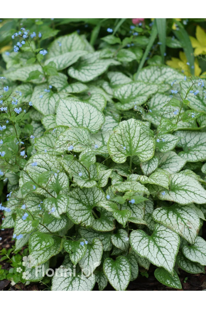 Brunnera 'Silver Heart' | Brunnera