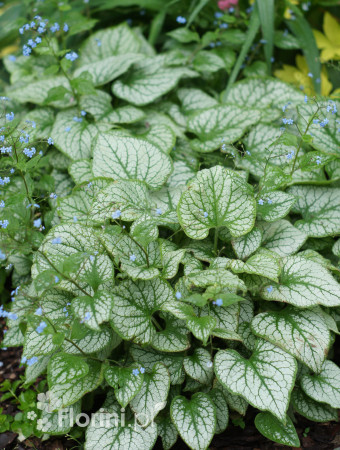 Brunnera 'Silver Heart' | Brunnera