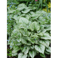 Brunnera 'Silver Heart' | Brunnera