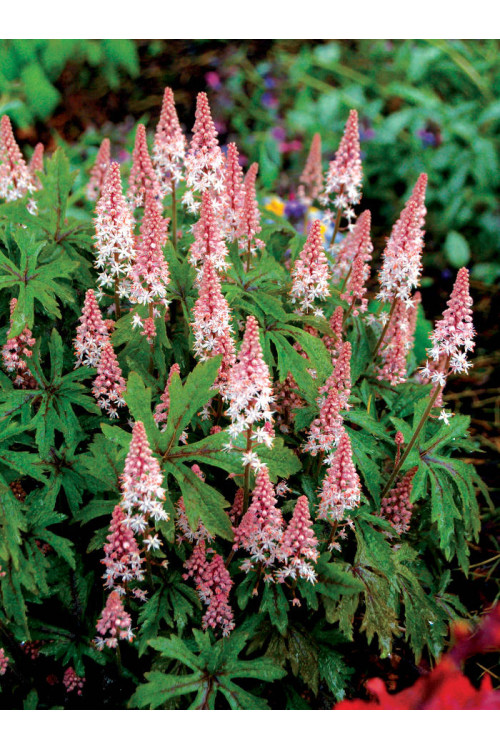 tiarella