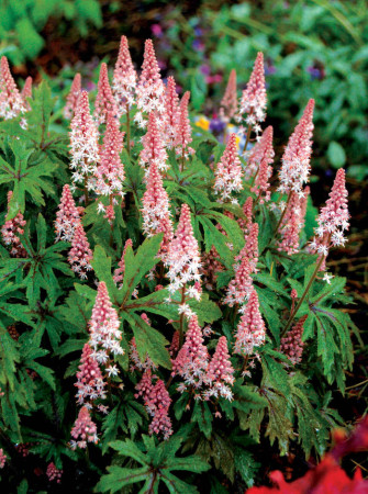 tiarella