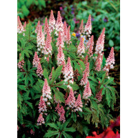 tiarella