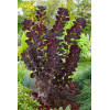 Perukowiec podolski 'Royal Purple' Cotinus coggygria