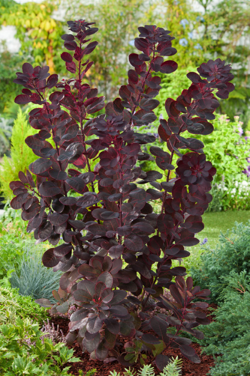 Perukowiec podolski 'Royal Purple' Cotinus coggygria
