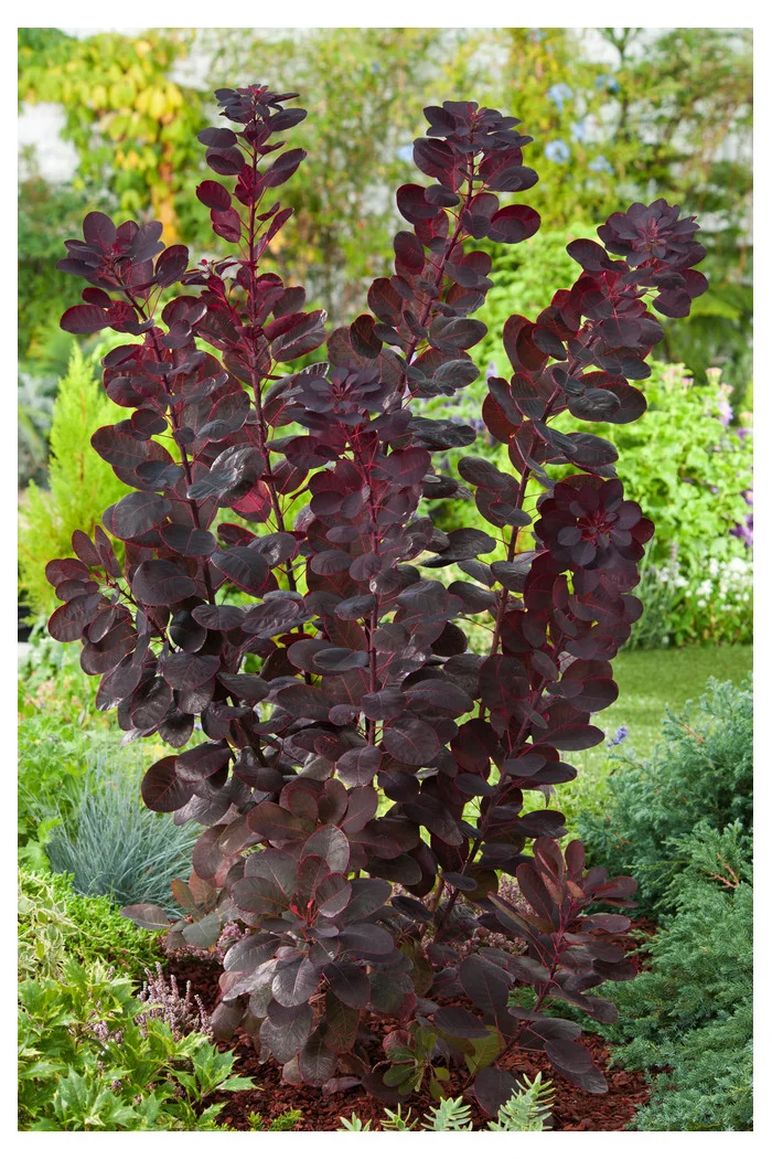Perukowiec podolski 'Royal Purple' Cotinus coggygria