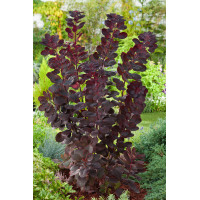 Perukowiec podolski 'Royal Purple' Cotinus coggygria
