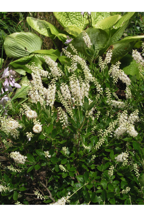 Orszelina olcholistna 'Hummingbird' Clethra alnifolia