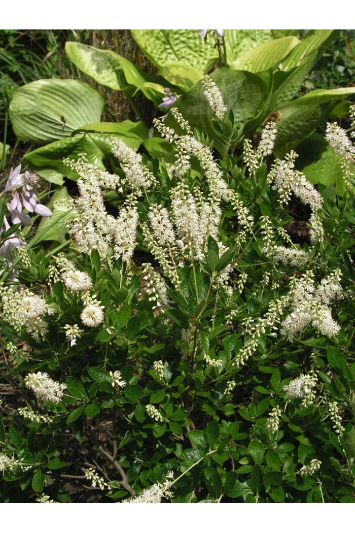 Orszelina olcholistna 'Hummingbird' Clethra alnifolia