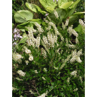 Orszelina olcholistna 'Hummingbird' Clethra alnifolia