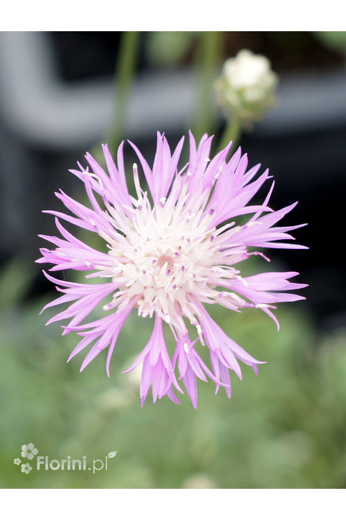 Chaber piękny | Centaurea pulcherrima