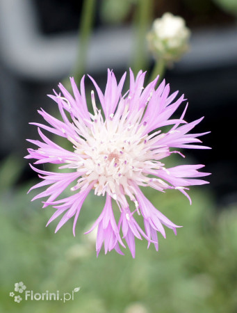Chaber piękny | Centaurea pulcherrima