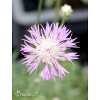 Chaber piękny | Centaurea pulcherrima