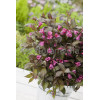 Krzewuszka cudowna 'Ruby Queen' | Weigela florida