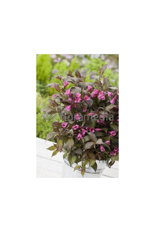 Krzewuszka cudowna 'Ruby Queen' | Weigela florida