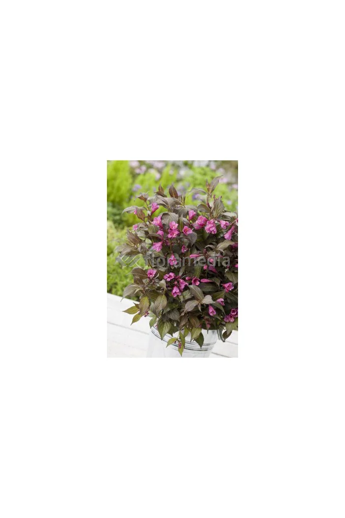 Krzewuszka cudowna 'Ruby Queen' | Weigela florida