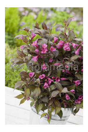 Krzewuszka cudowna 'Ruby Queen' | Weigela florida