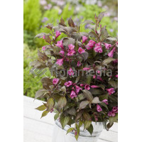 Krzewuszka cudowna 'Ruby Queen' | Weigela florida