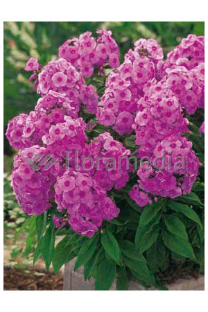 Floks wiechowaty 'Adessa Rose Eye' Phlox panniculata