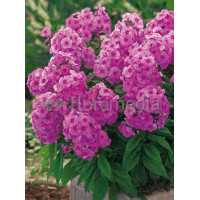 Floks wiechowaty 'Adessa Rose Eye' Phlox panniculata