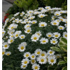Złocień krzewiasty (Rumianek) 'White' Argyranthemum