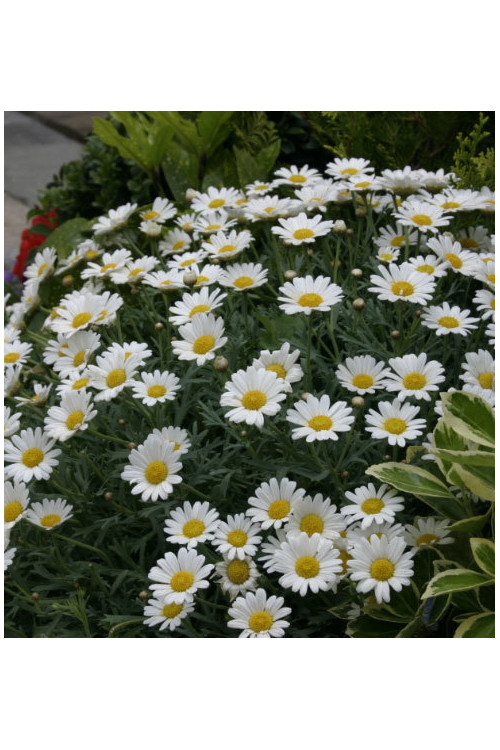 Złocień krzewiasty (Rumianek) 'White' Argyranthemum
