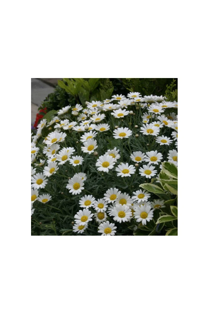 Złocień krzewiasty (Rumianek) 'White' Argyranthemum